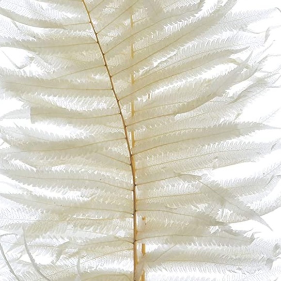 Creative Co Op Dried Cream Fern Bouquet - Picture 6 of 12